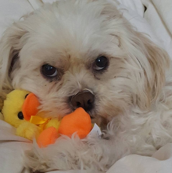 Meet your Posher, Roni - Picture 1 of 1